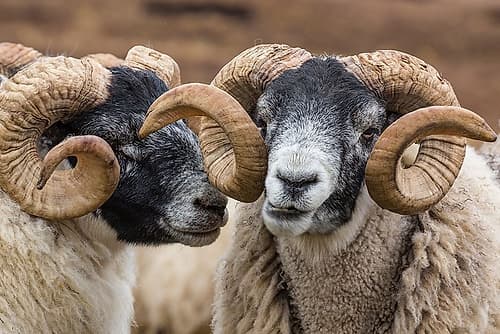 Scotland Scottish black-faced sheep close-up Photography Print